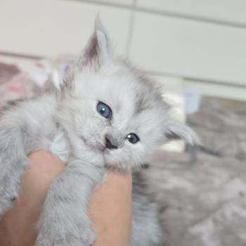 chaton Maine coon black tortie smoke Bastet Elevage de maine coon L'Or sauvage