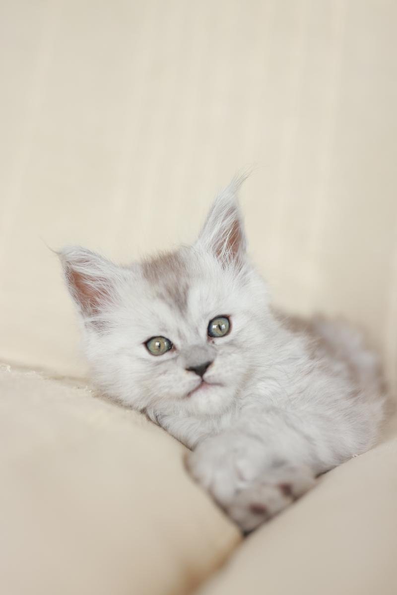 Bastet DE L'OR SAUVAGE Femelle Maine coon