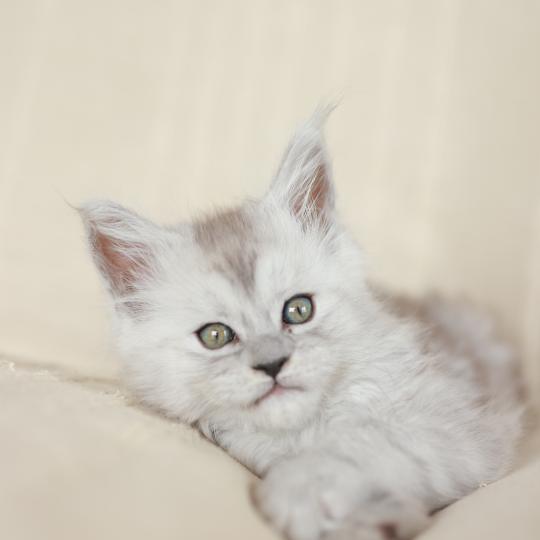Bastet DE L'OR SAUVAGE Femelle Maine coon
