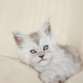 chaton Maine coon black tortie smoke Bastet Elevage de maine coon L'Or sauvage