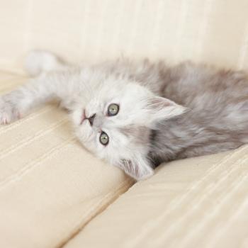 chaton Maine coon black tortie smoke Bastet Elevage de maine coon L'Or sauvage