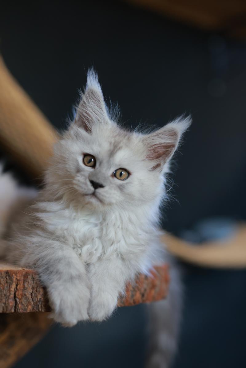 Bastet DE L'OR SAUVAGE Femelle Maine coon