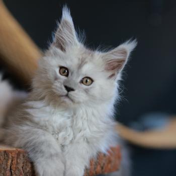 chaton Maine coon black tortie smoke Bastet Elevage de maine coon L'Or sauvage
