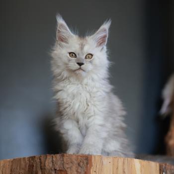 chaton Maine coon black tortie smoke Bastet Elevage de maine coon L'Or sauvage