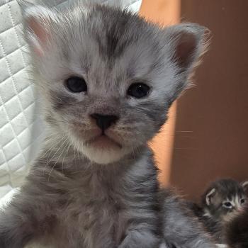 chaton Maine coon black silver blotched tabby Bennie Elevage de maine coon L'Or sauvage
