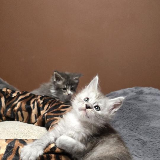 chaton Maine coon black silver blotched tabby Bennie Elevage de maine coon L'Or sauvage