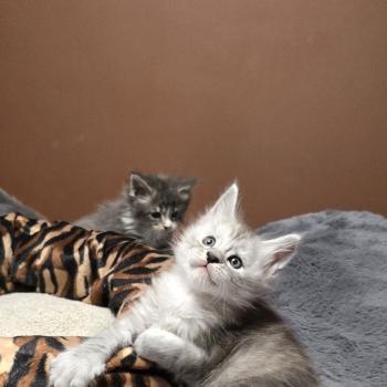 chaton Maine coon black silver blotched tabby Bennie Elevage de maine coon L'Or sauvage