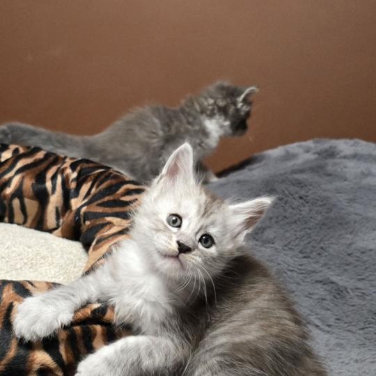 chaton Maine coon black silver blotched tabby Bennie Elevage de maine coon L'Or sauvage