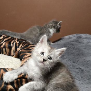 chaton Maine coon black silver blotched tabby Bennie Elevage de maine coon L'Or sauvage