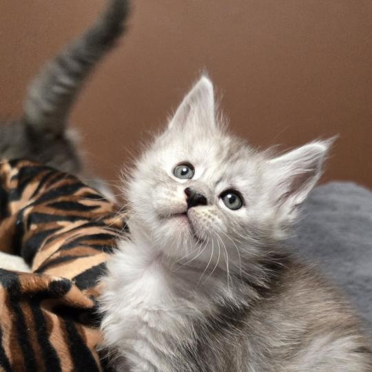 Bennie DE L'OR SAUVAGE Mâle Maine coon