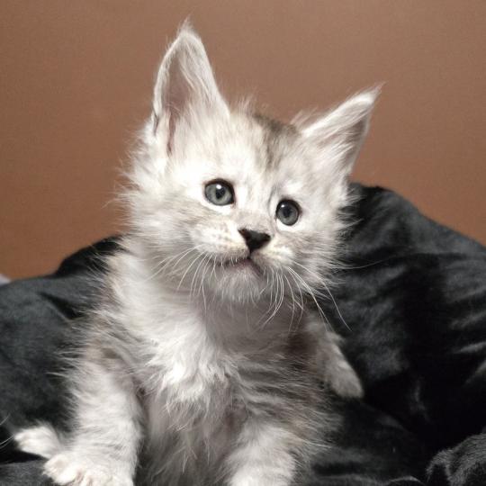 chaton Maine coon black silver blotched tabby Bennie Elevage de maine coon L'Or sauvage