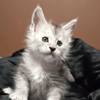 chaton Maine coon black silver blotched tabby Bennie Elevage de maine coon L'Or sauvage
