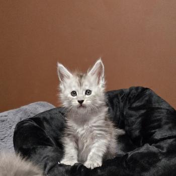 chaton Maine coon black silver blotched tabby Bennie Elevage de maine coon L'Or sauvage