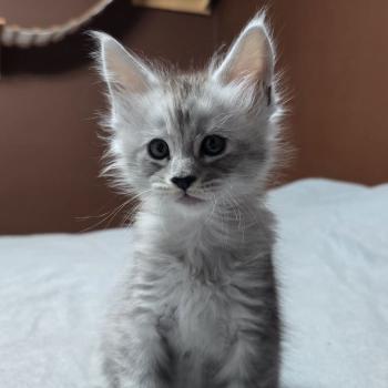 chaton Maine coon black silver blotched tabby Bennie Elevage de maine coon L'Or sauvage