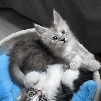 chaton Maine coon black silver blotched tabby Bennie Elevage de maine coon L'Or sauvage