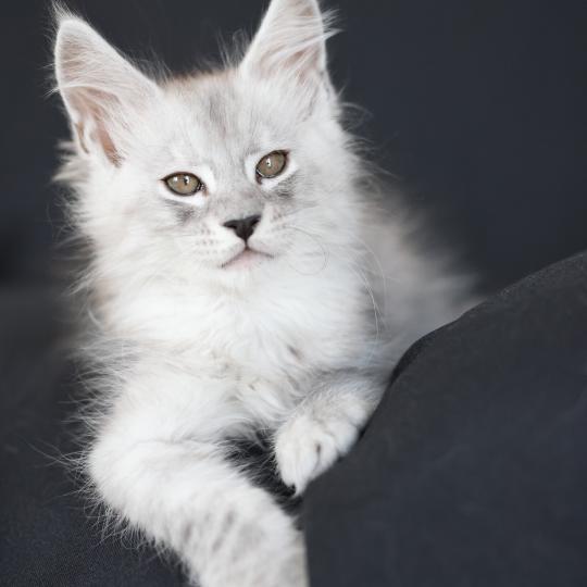 Bennie DE L'OR SAUVAGE Mâle Maine coon