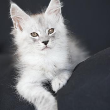 chaton Maine coon black silver blotched tabby Bennie Elevage de maine coon L'Or sauvage