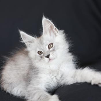 chaton Maine coon black silver blotched tabby Bennie Elevage de maine coon L'Or sauvage