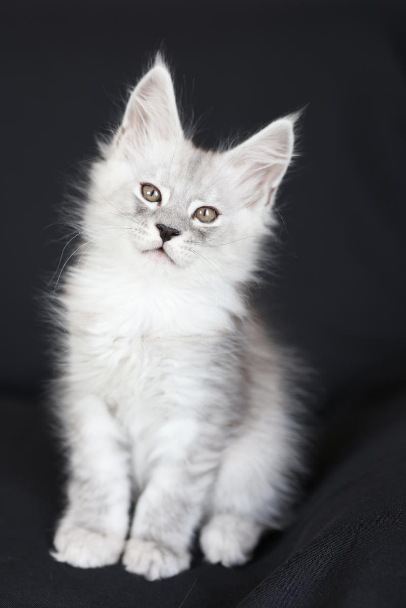 Byron silver DE L'OR SAUVAGE Mâle Maine coon