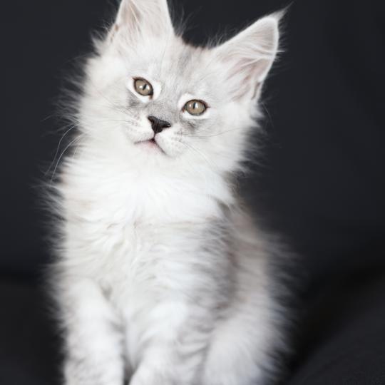 Byron silver DE L'OR SAUVAGE Mâle Maine coon