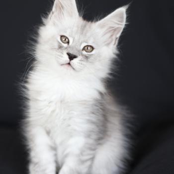 chaton Maine coon black silver blotched tabby Byron silver Elevage de maine coon L'Or sauvage