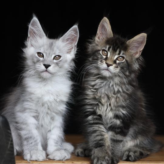 chaton Maine coon black silver blotched tabby Byron silver Elevage de maine coon L'Or sauvage