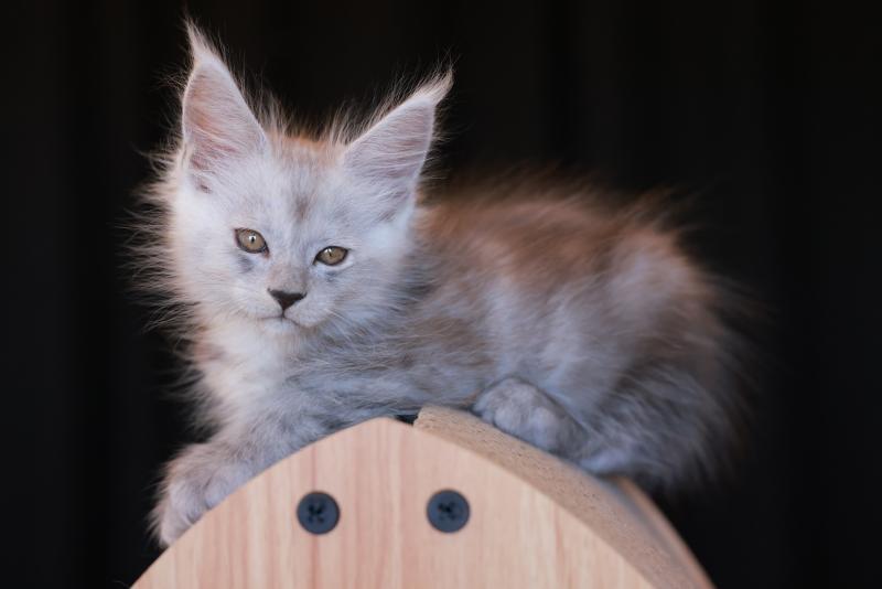 BIANCA DE L'OR SAUVAGE Femelle Maine coon