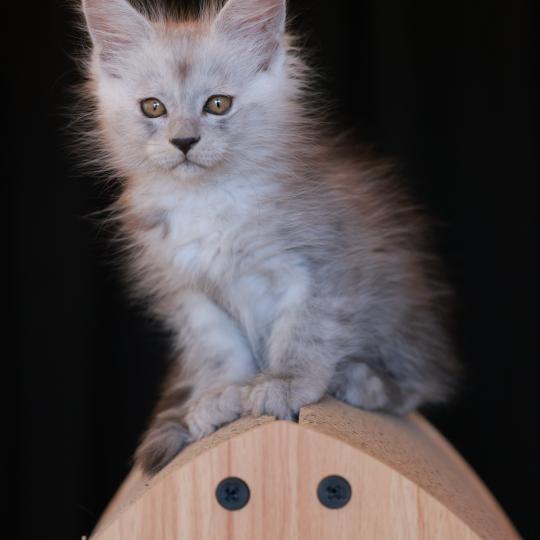 chaton Maine coon black smoke BIANCA Elevage de maine coon L'Or sauvage