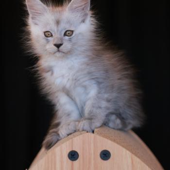 chaton Maine coon black smoke BIANCA Elevage de maine coon L'Or sauvage
