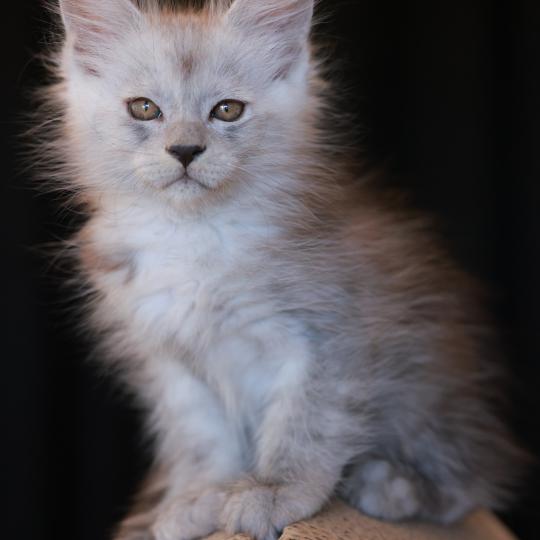 chaton Maine coon black smoke BIANCA Elevage de maine coon L'Or sauvage