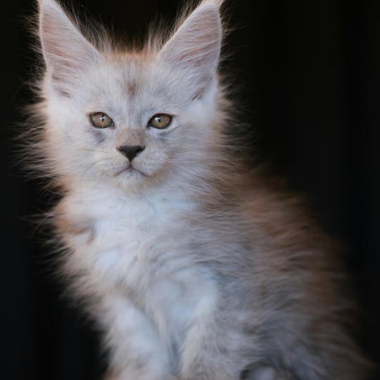 chaton Maine coon black smoke BIANCA Elevage de maine coon L'Or sauvage