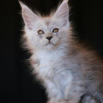 chaton Maine coon black smoke BIANCA Elevage de maine coon L'Or sauvage