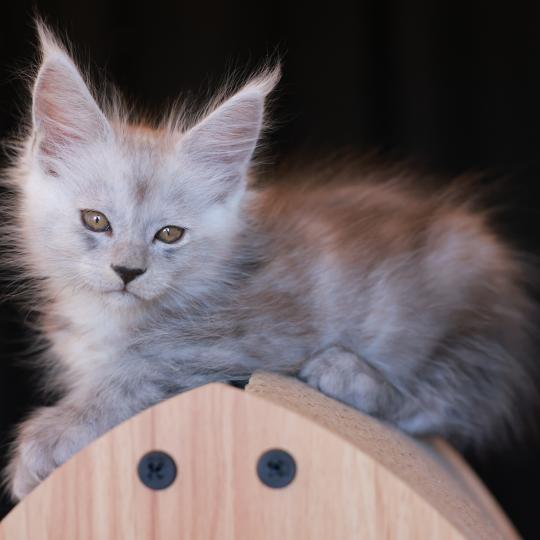 chaton Maine coon black smoke BIANCA Elevage de maine coon L'Or sauvage