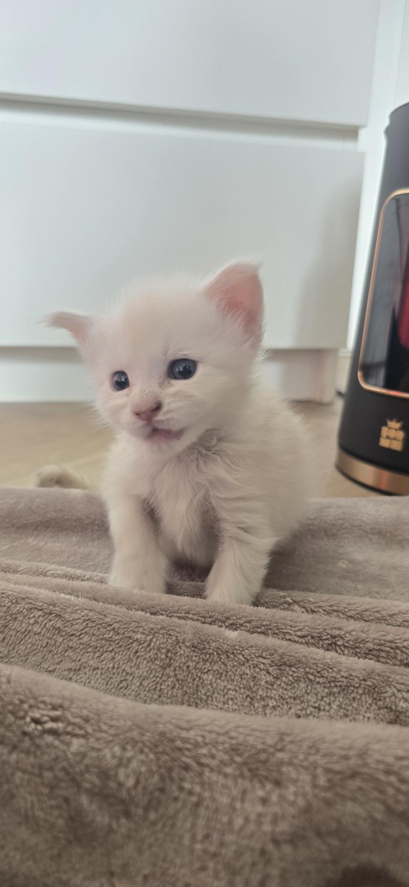 Billy DE L'OR SAUVAGE Mâle Maine coon
