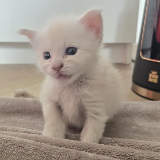 Billy DE L'OR SAUVAGE Mâle Maine coon