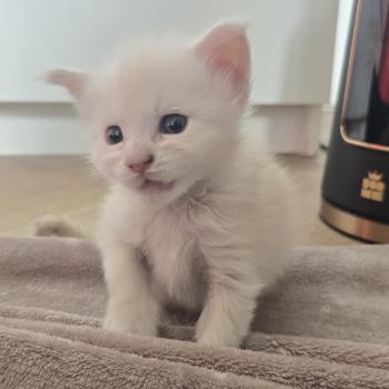 chaton Maine coon cream smoke Billy Elevage de maine coon L'Or sauvage