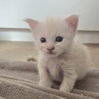 chaton Maine coon cream smoke Billy Elevage de maine coon L'Or sauvage