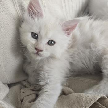 chaton Maine coon cream smoke Billy Elevage de maine coon L'Or sauvage