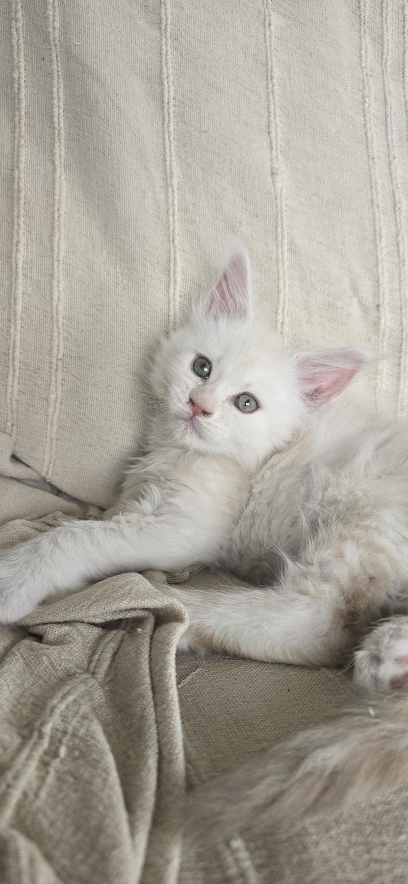 Billy DE L'OR SAUVAGE Mâle Maine coon