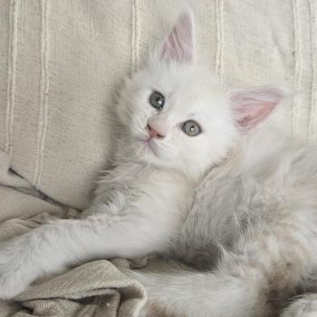 chaton Maine coon cream smoke Billy Elevage de maine coon L'Or sauvage