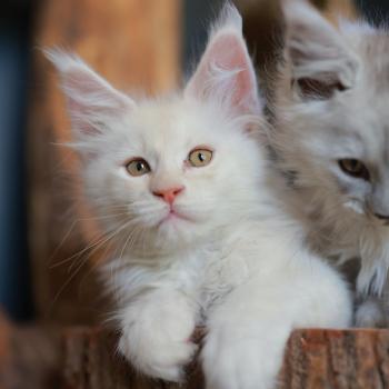 chaton Maine coon cream smoke Billy Elevage de maine coon L'Or sauvage