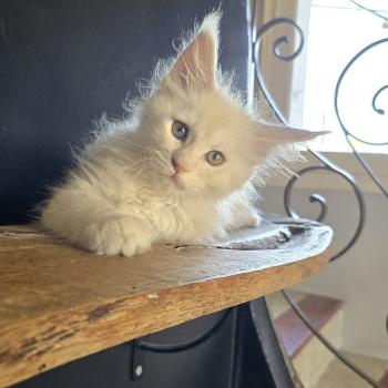 chaton Maine coon cream smoke Billy Elevage de maine coon L'Or sauvage