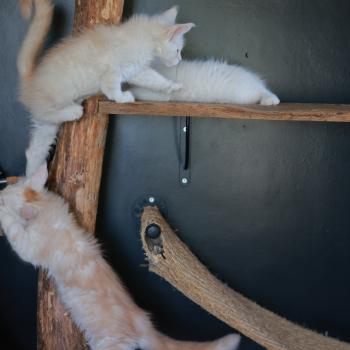 chaton Maine coon cream smoke Billy Elevage de maine coon L'Or sauvage