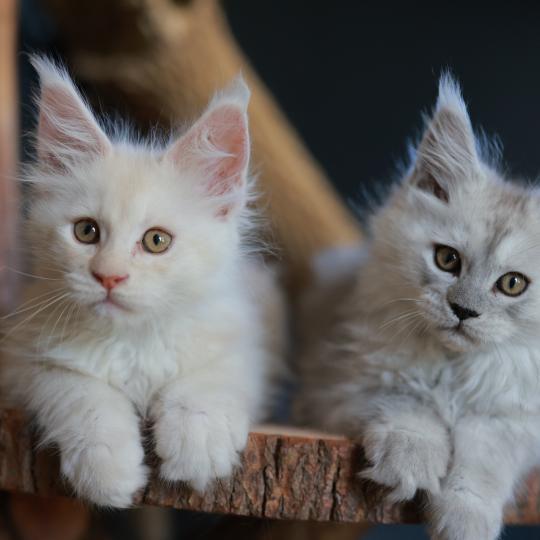 chaton Maine coon cream smoke Billy Elevage de maine coon L'Or sauvage