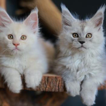 chaton Maine coon cream smoke Billy Elevage de maine coon L'Or sauvage