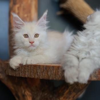 chaton Maine coon cream smoke Billy Elevage de maine coon L'Or sauvage
