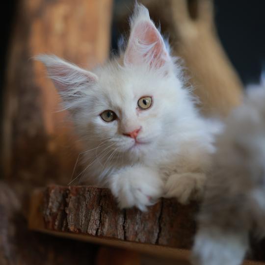 chaton Maine coon cream smoke Billy Elevage de maine coon L'Or sauvage