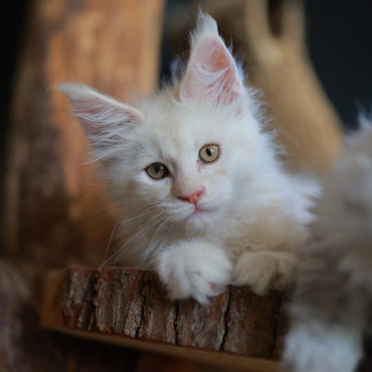 chaton Maine coon cream smoke Billy Elevage de maine coon L'Or sauvage
