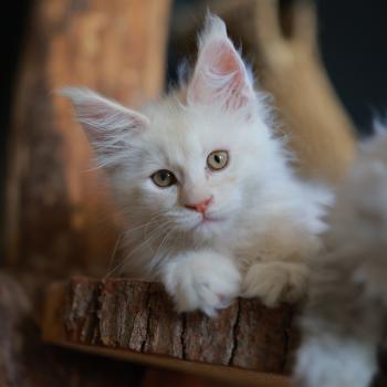 chaton Maine coon cream smoke Billy Elevage de maine coon L'Or sauvage