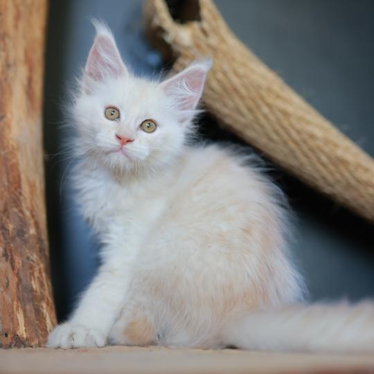 chaton Maine coon cream smoke Billy Elevage de maine coon L'Or sauvage